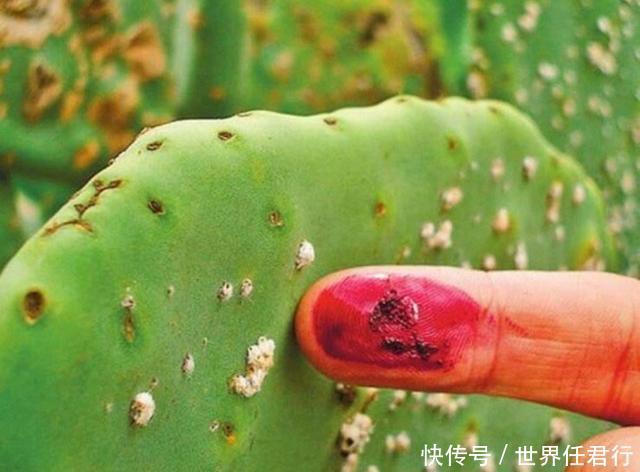 虫子|这种虫子是制作口红的原材料,口红越是昂贵,虫子的含量越多?