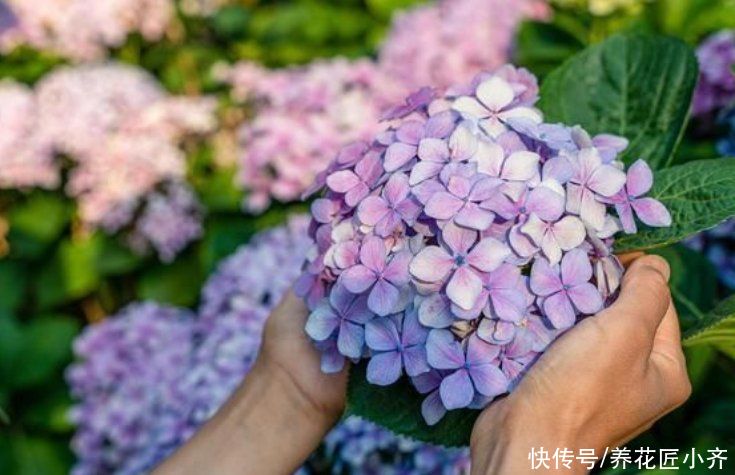 秋天|秋天4种花别着急“修剪”,当年长得枝条都是花,剪了就不开花