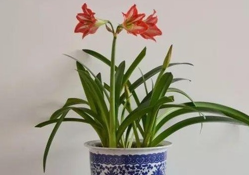 朱顶红光长叶子不开花，做好6点，轻松开爆盆！