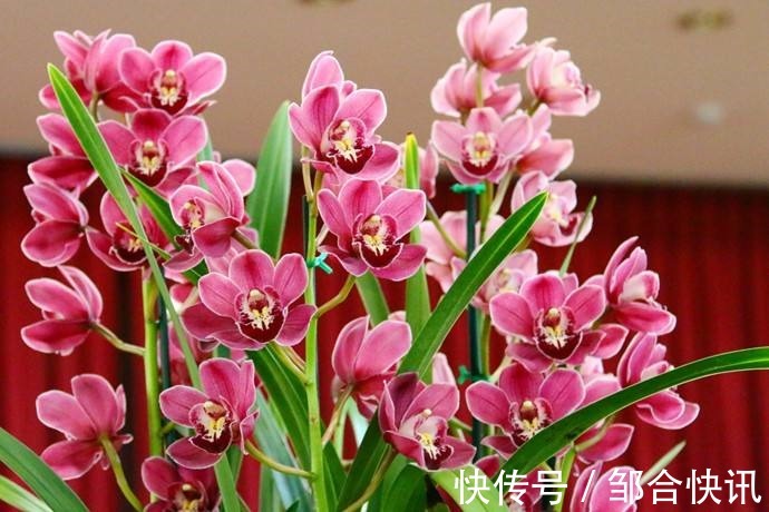 这几种花是吃土机器，秋天必须换盆土，否则再怎么养都黄叶哗哗掉