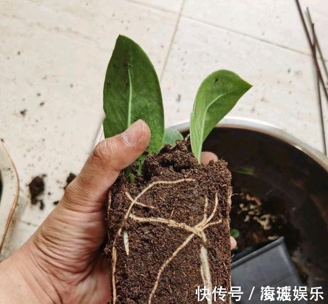 盆栽|这5种花叶子落地便生根,趁现在抓紧繁殖,一个月长成小盆栽