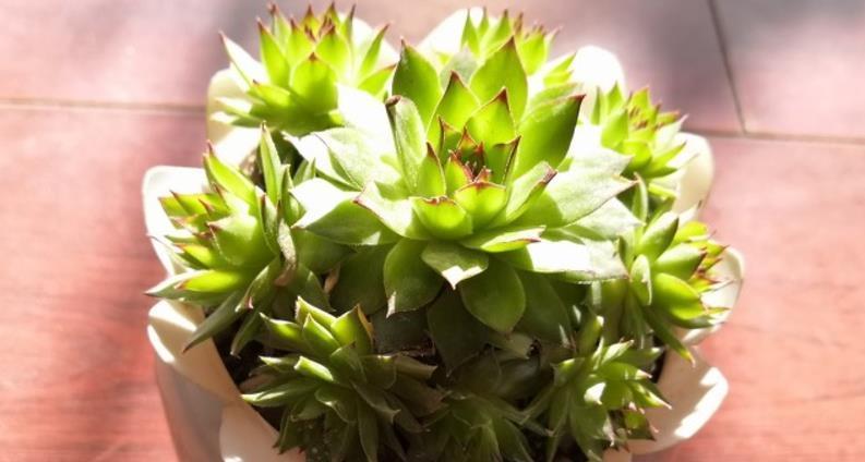 花土|多肉植物观音莲，下崽都是一圈又一圈的，夏季盆栽需谨记3点