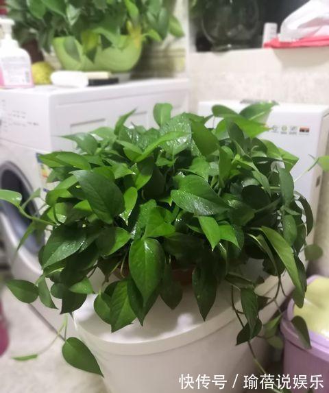 绿萝就要这样养,叶片油亮蹭蹭长,一盆养一年,爬满整面墙