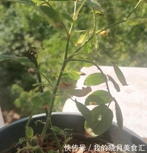 笋芽|同样给月季压枝，邻居的长出5根大笋芽，我的却一个不长，咋回事