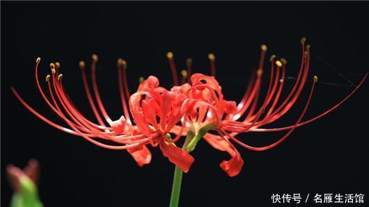 世界|世界上最悲伤的花彼岸花!看了眼泪忍不住了