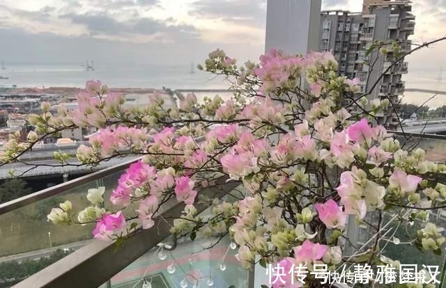 养花常备4种水,每月用一次,叶子亮,花根壮!