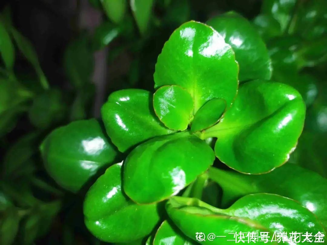 月季|养花“黑名单”实在太难养，心累