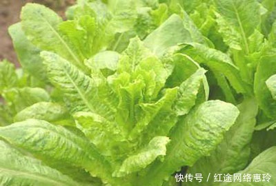 营养价值最高的十大蔬菜