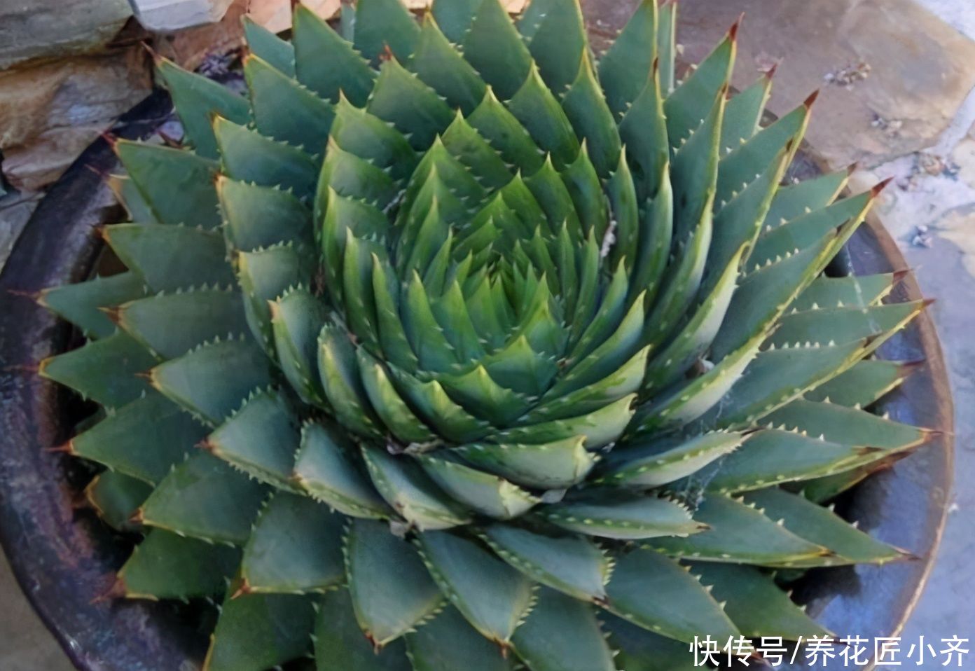 让你看了“眼发晕”的芦荟,它是芦荟中的“女王”,想养谨记2点