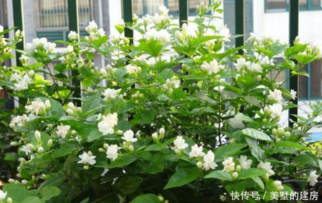 这4种花可以养出“富贵命”，寓意平平安安，聪明的家长都在养