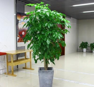 客厅种上3种树,寓意美好,开花很少见,要珍惜