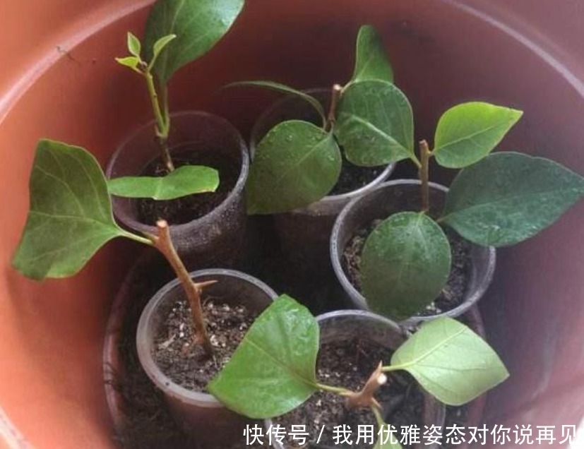 年后赶紧“插”下3种花,10天就生根,好养易活,2月就爆盆!