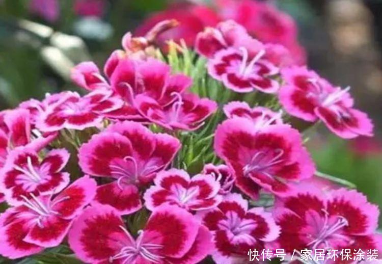 家养此款花卉，花大色艳胜玫瑰，开花勤还爱爆盆，美