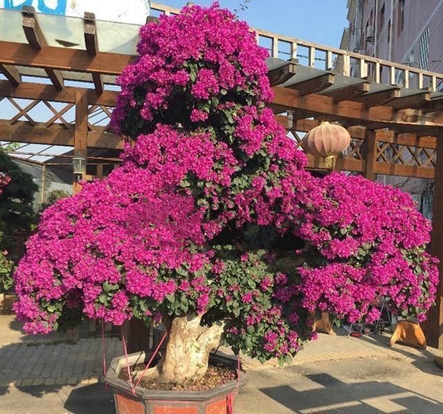  开花|三角梅开花越来越少，是“它”在作怪，盆里撒1把粪，下次开爆盆