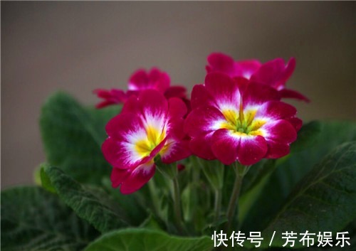 盆栽报春花如何养教你3个养护报春花的小妙招,花开旺盛又美观