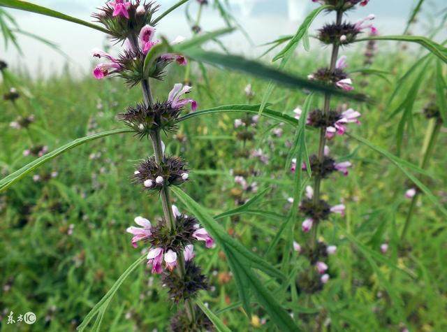 杂草|这五种农村常见的杂草,其实可都是名贵的中药!你都认识吗