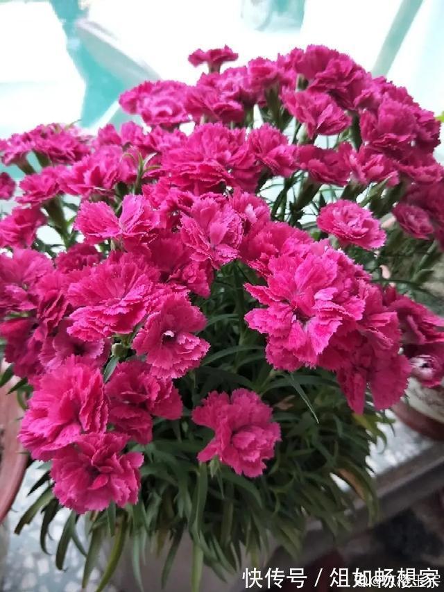 这花爆开50朵，剪几枝送人倍有面子，比买鲜花强多了！