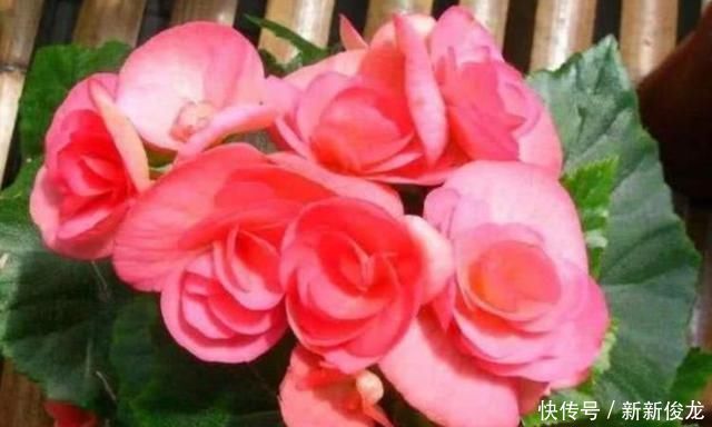 3种花超好养，四季开花不间断，有光有水开满盆，适合懒人新手养