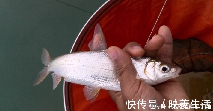 钓友|跟着高手去钓鱼，一样的鱼竿，一样的鱼饵，我怎么就空军？