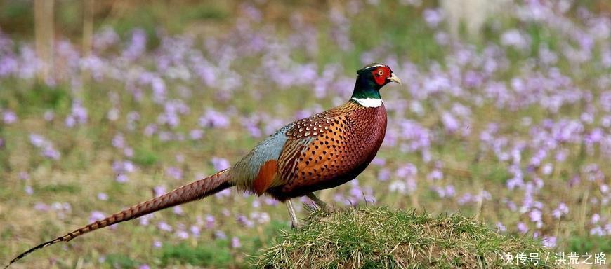 猎人|猎人砍掉山上一棵池杉,道士龙气已露,孙子必将称王!不久应验!