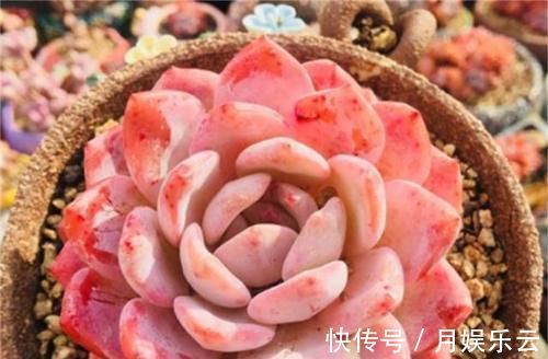 冬天养多肉,做好3件事,叶片厚实胖嘟嘟,安全过冬长爆盆!
