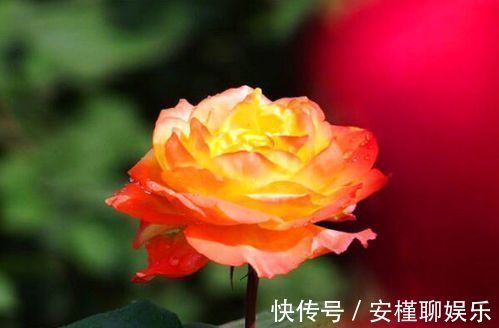 “高端玫瑰”宠爱小姐，金蕊红衣，香气甜润，你值得拥有