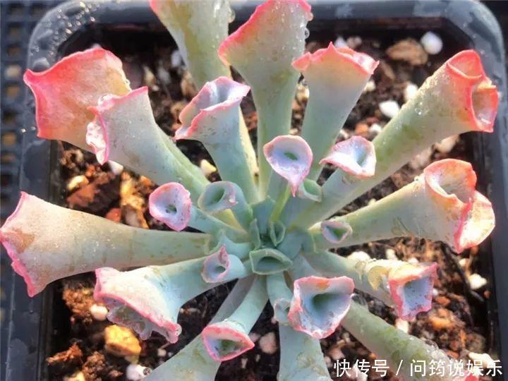 鸾凤玉|今年最火的奇葩多肉,价格这么贵,还有人抢着买!