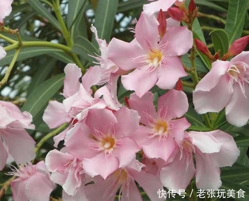 瘙痒|养花不能什么植物都往家里搬,5种花养在室内有隐患