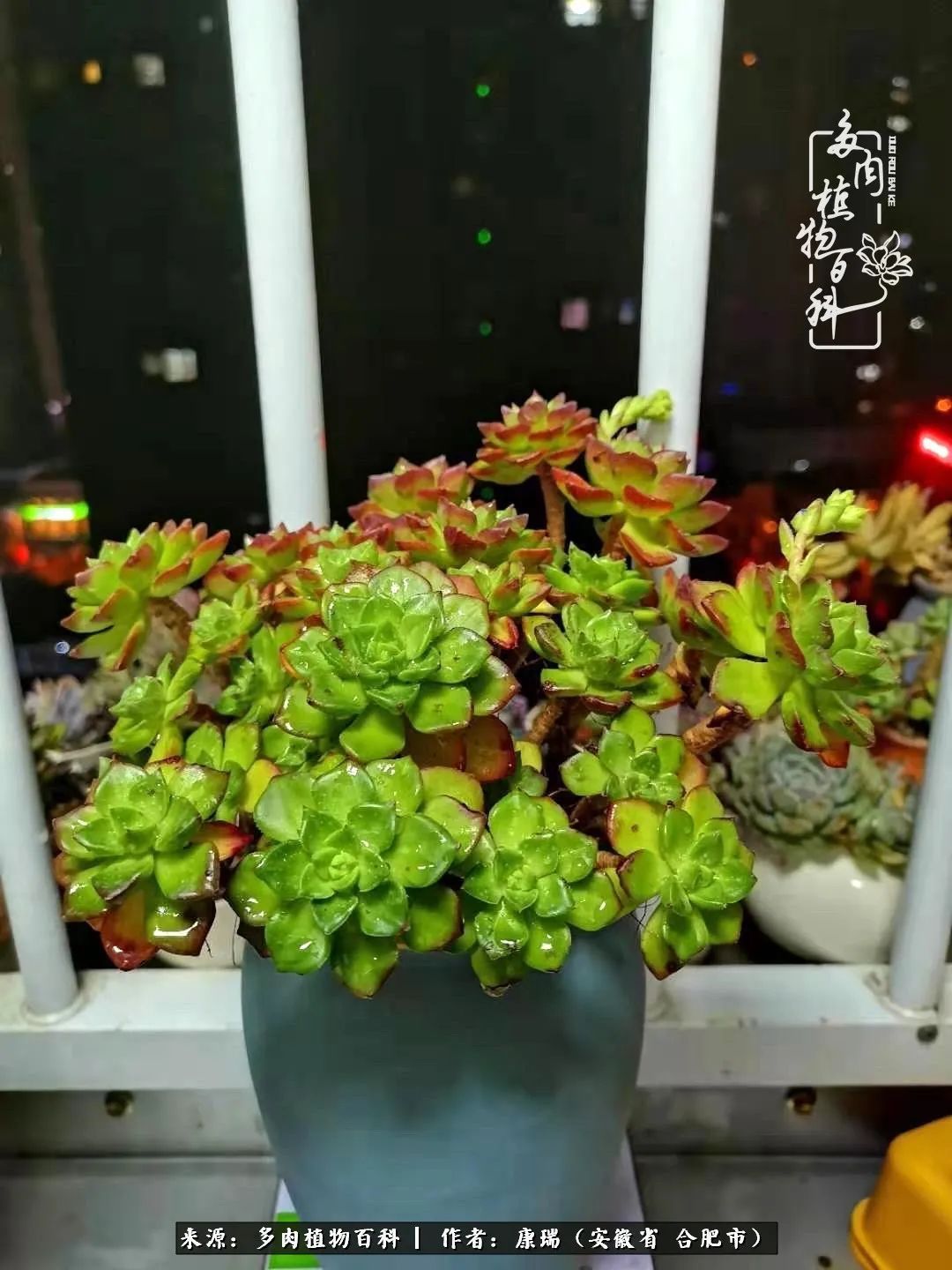 养肉之路，道阻且长，累的是身体，净的是心灵！