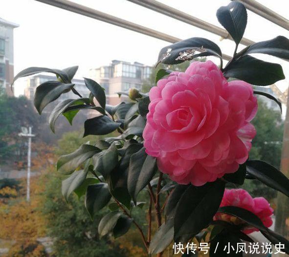 几款花卉四季有花开，花香四溢飘满屋，入手不亏