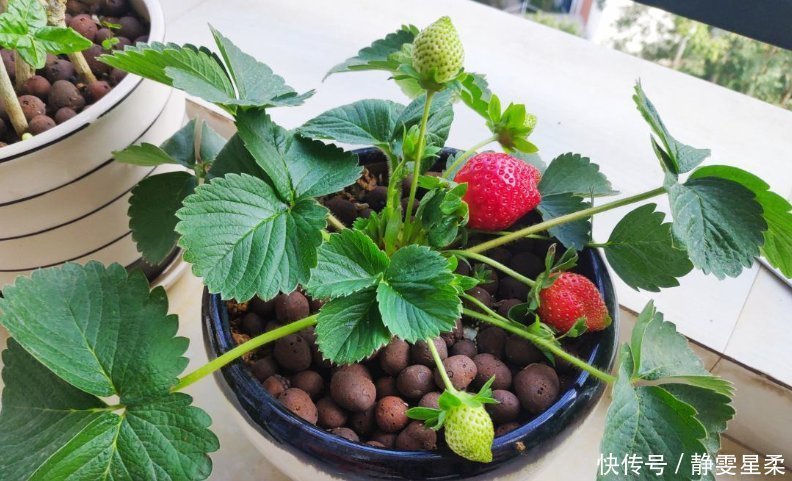 北阳台养花,选对植物,也能造个小花园