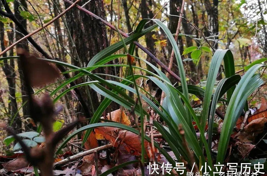 山上的兰花，也有只长苗而不开花的，你知道是什么原因吗？