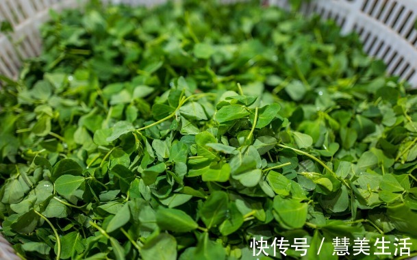 小根|65种野菜图片,带你认识不同的野菜和吃法,你想要的野菜这里都有