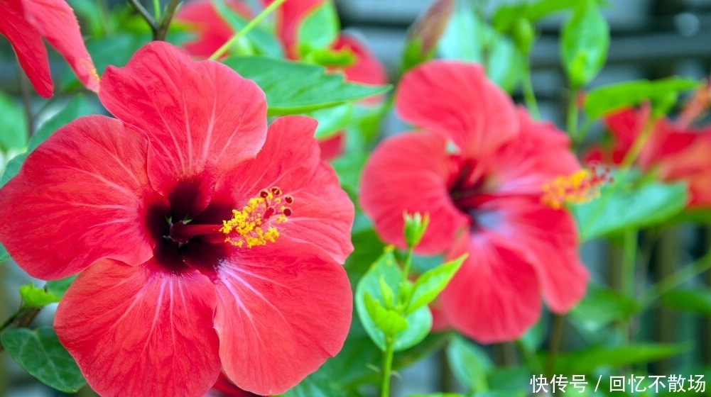 为了一盆花,家人关系彻底破裂,花有什么错?