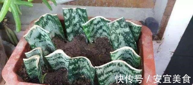 叶片|养花真的不要钱,这3种花摘片叶子放土里,生根就是小盆栽