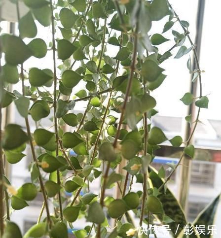 6种花适合吊起来养,挂在窗前,比窗帘还好看