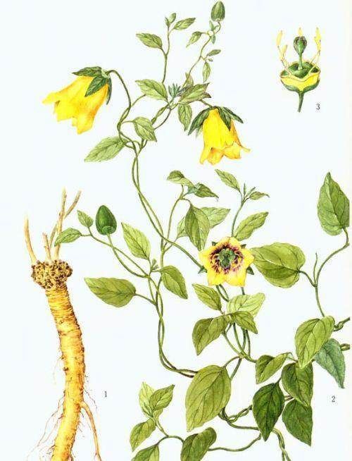 人参|气血两虚,人参又太贵怎么办这味中药可以救急!