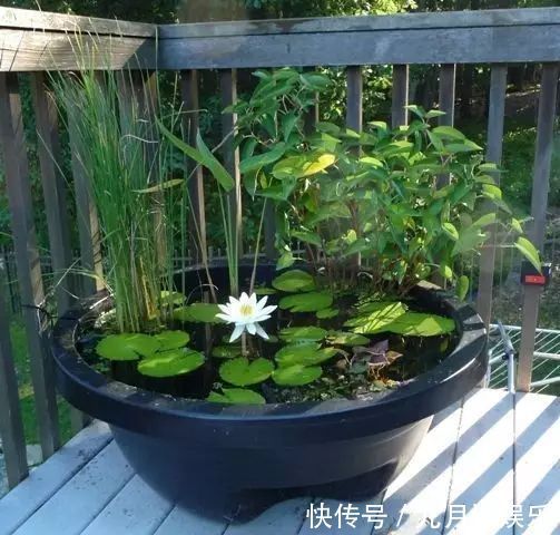 不花钱在阳台、露台上打造一个迷你池塘,好看到爆!