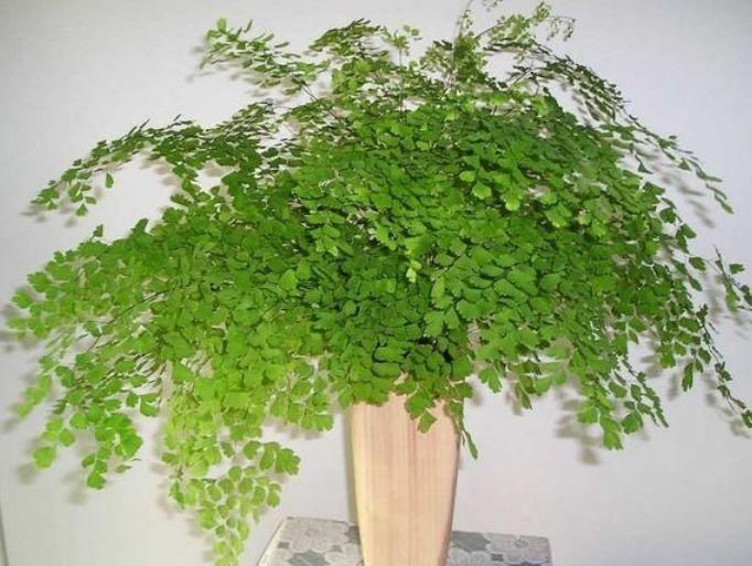 种花|卫生间有异味,就养4种花,耐阴吸异味,养在卫生间高大尚