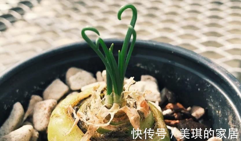 养分|这款草正常叶子如弹簧,变直了反而是一种“病”,该趁早治