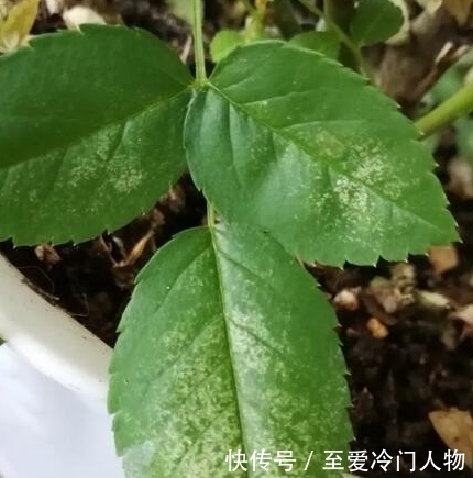 月季红蜘蛛爆发期,这套防治攻略请收好