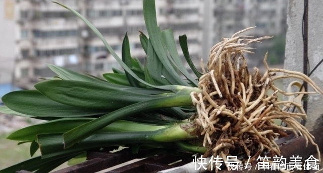 想要君子兰多发芽，避开“三种水”，当月催出花箭，绽放层叠群兰