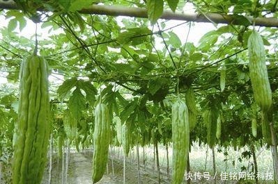 苦瓜的“苦源”取决于这个地方,只要切掉苦瓜就不苦,赶快学一学