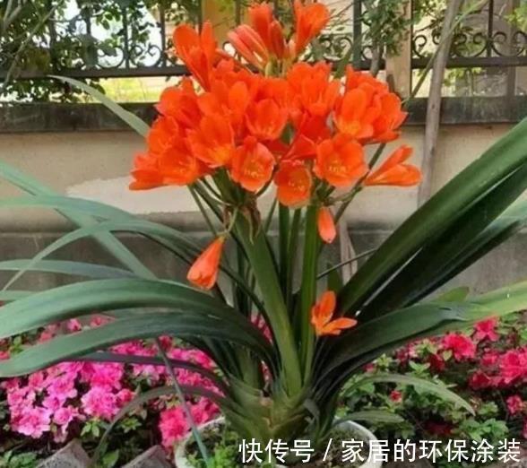十月养君子兰，掌握“2多1忌”，花苞长满枝头，叶片挺拔油绿