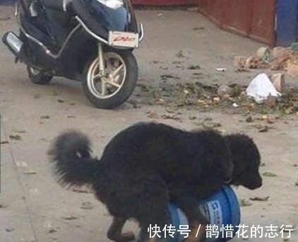 |搞笑GIF:新娘子扭的好欢乐,这一定是嫁给了爱情~