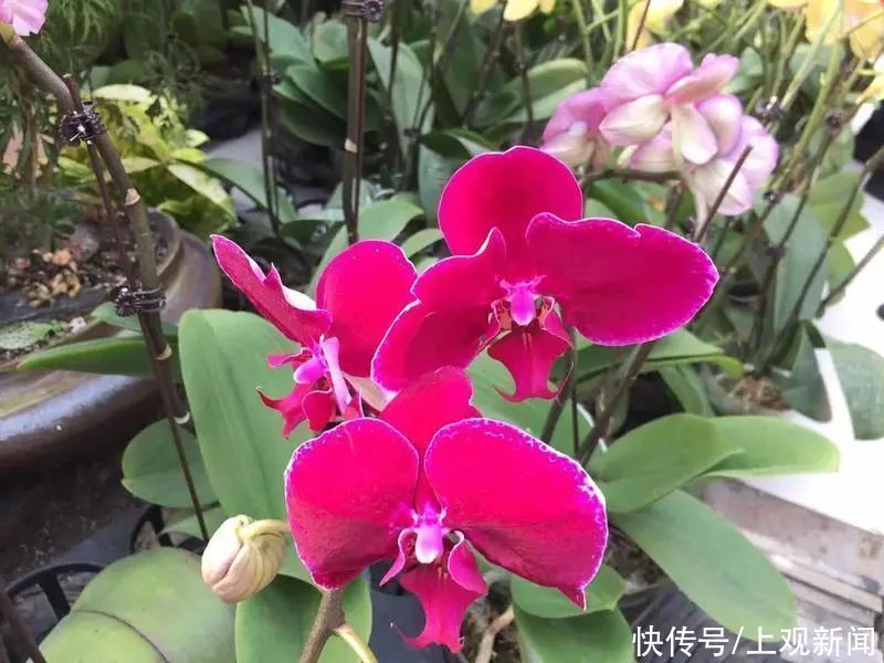 宝山人，新春“花样”可以准备起来啦→