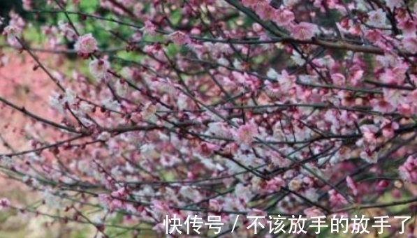 大雪将至,养花试试这几款,造化神秀,养花人必备