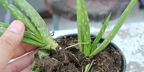 年轻人养花讲究实用,当首选芦荟,盆栽注意4点越养越上瘾