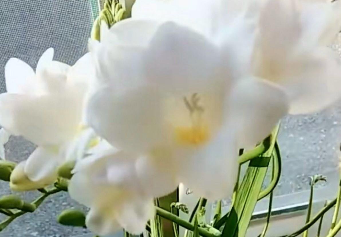 香雪兰养护简单，学会这几招，开花又香又美