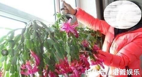 发酵|3种水直接浇花,是毒水,浇下去花卉黄叶、烂根都来了